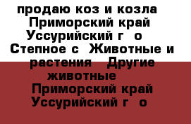 продаю коз и козла - Приморский край, Уссурийский г. о. , Степное с. Животные и растения » Другие животные   . Приморский край,Уссурийский г. о. 